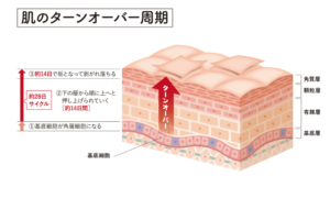 肌のターンオーバー周期